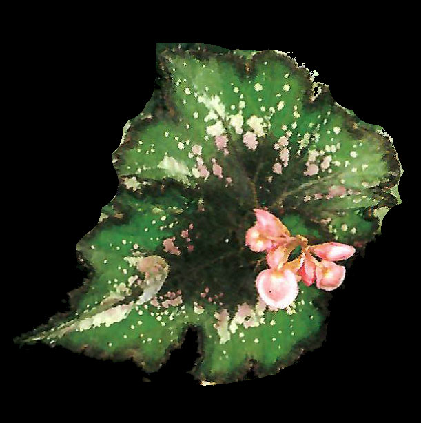 B. ‘Madonna’